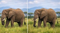 Observation Game Challenges Attention by Finding Subtle Differences in Elephant Photos